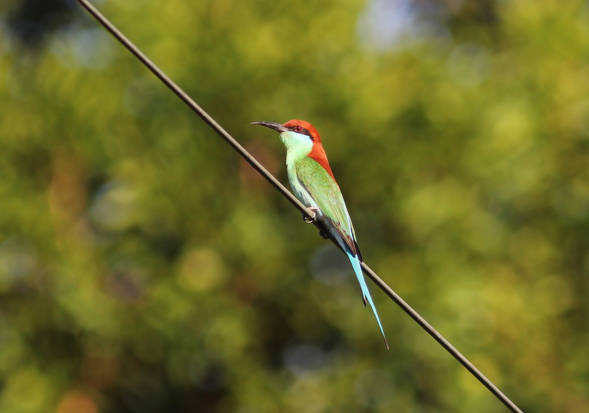 Rufous-crowned Bee-eater - ML54390991