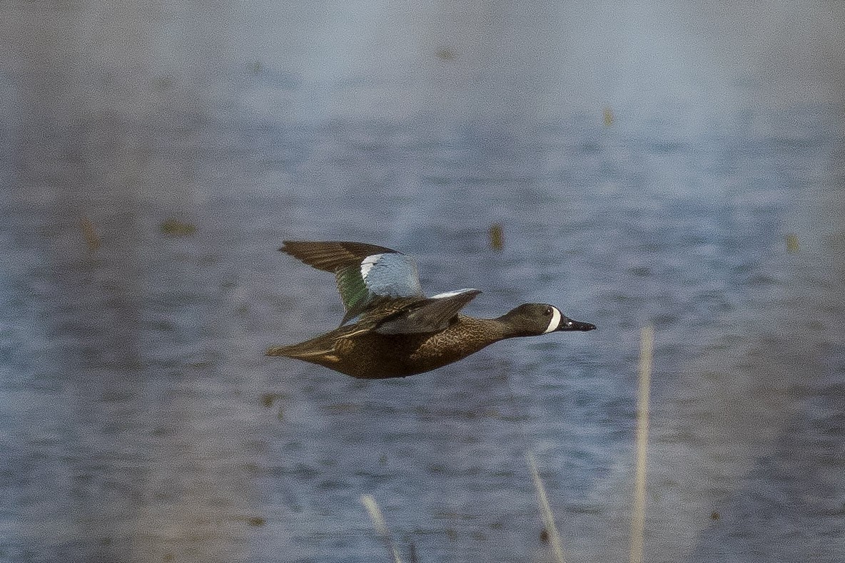 Blue-winged Teal - ML54391031