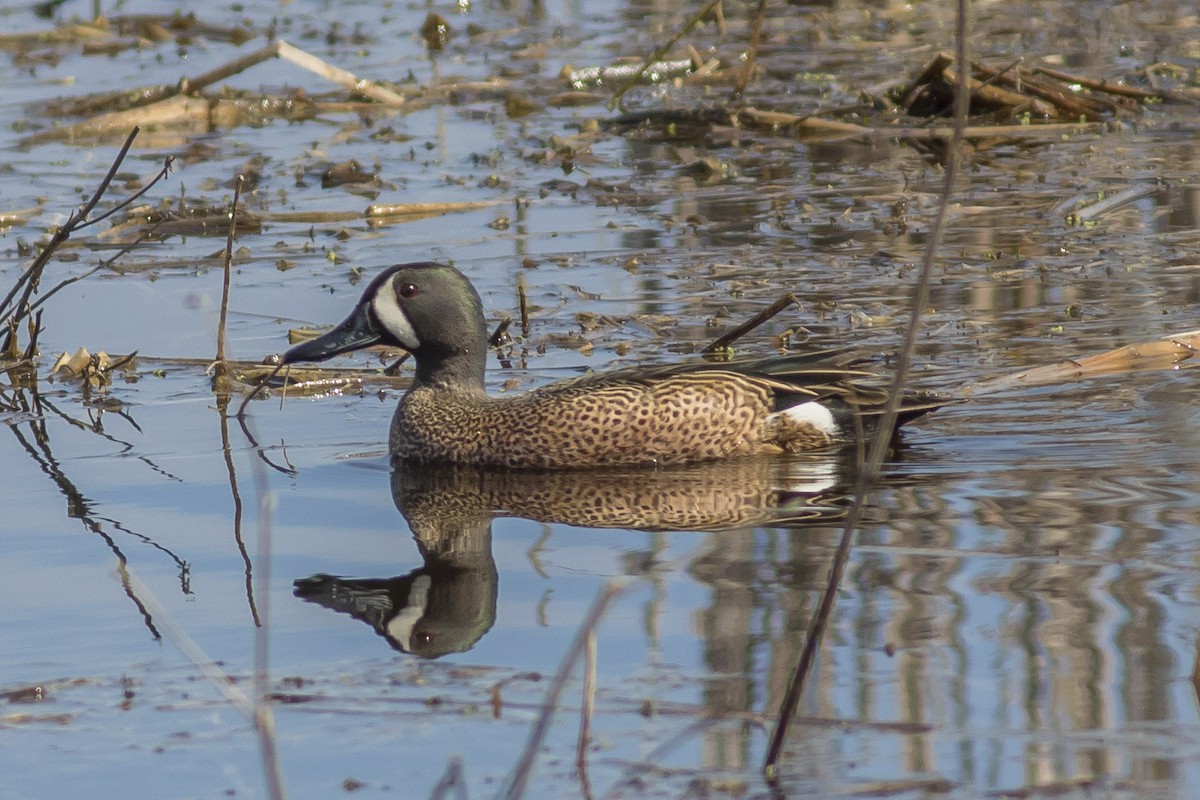 Blue-winged Teal - ML54391041