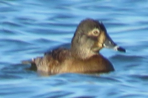 Ring-necked Duck - ML543911531