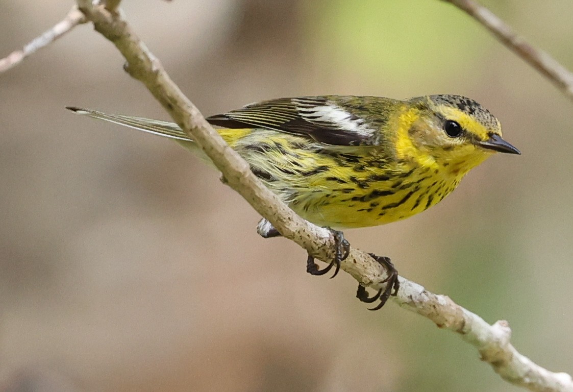 Cape May Warbler - ML543915841