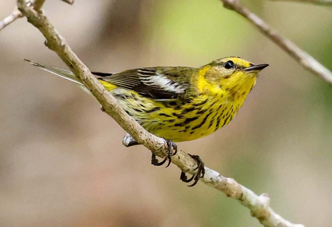 Cape May Warbler - ML543915851