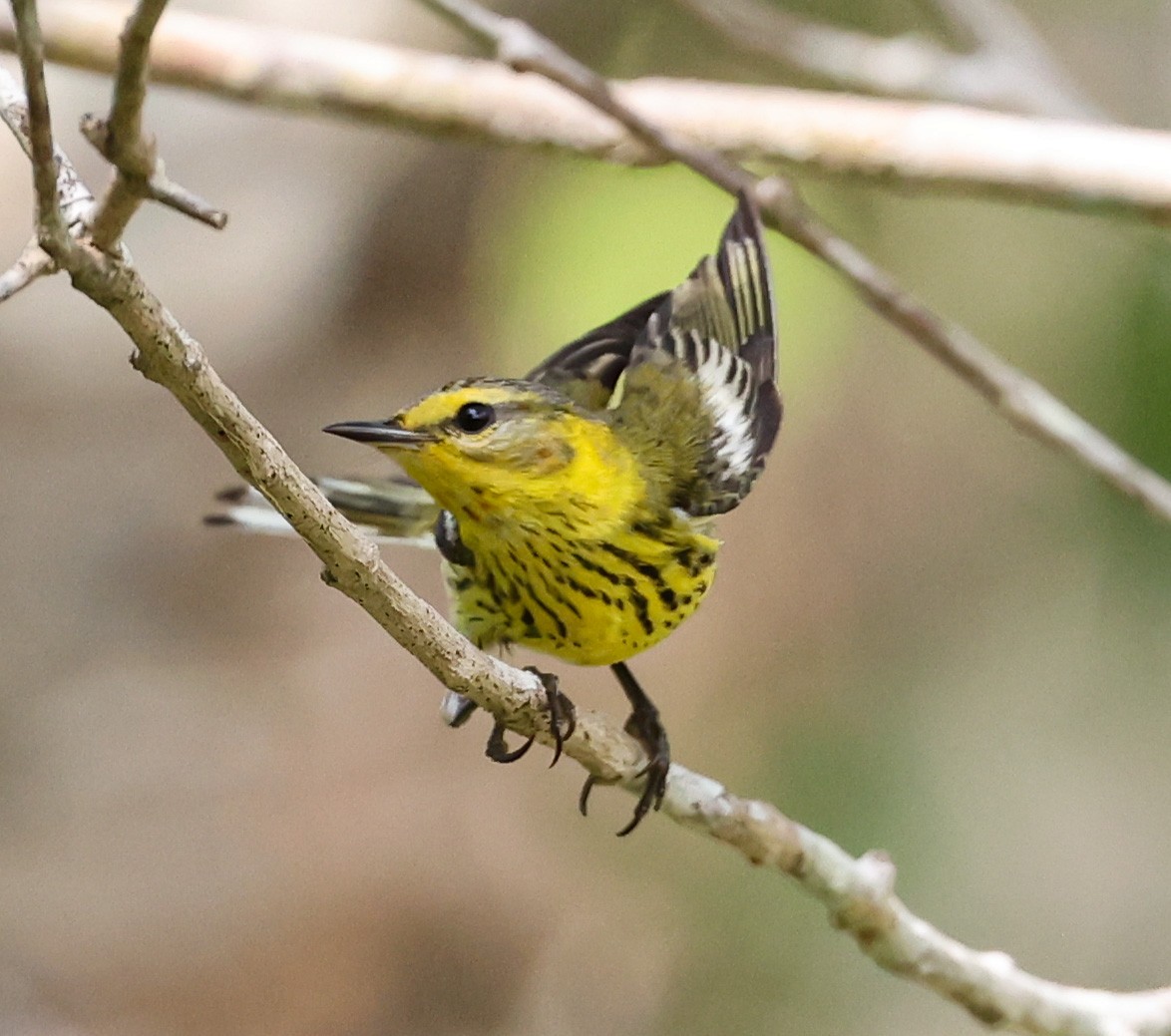 Cape May Warbler - ML543915861