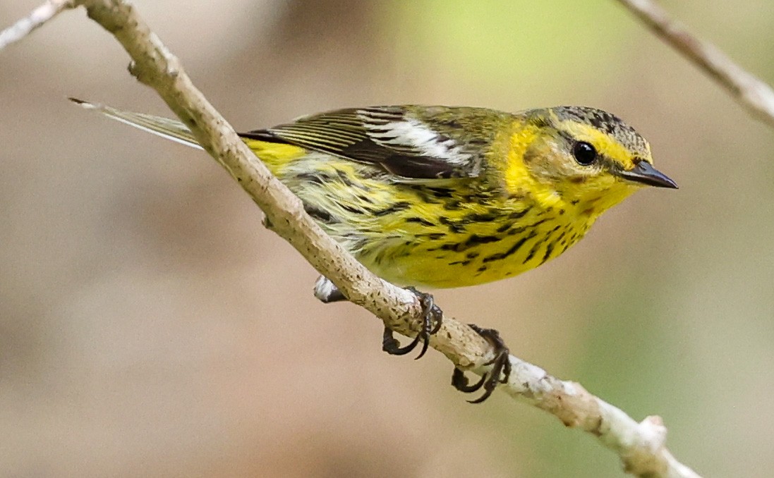 Cape May Warbler - ML543915871