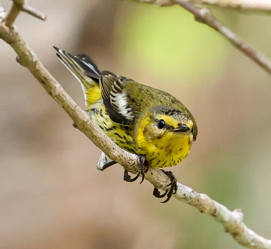 Cape May Warbler - ML543915881