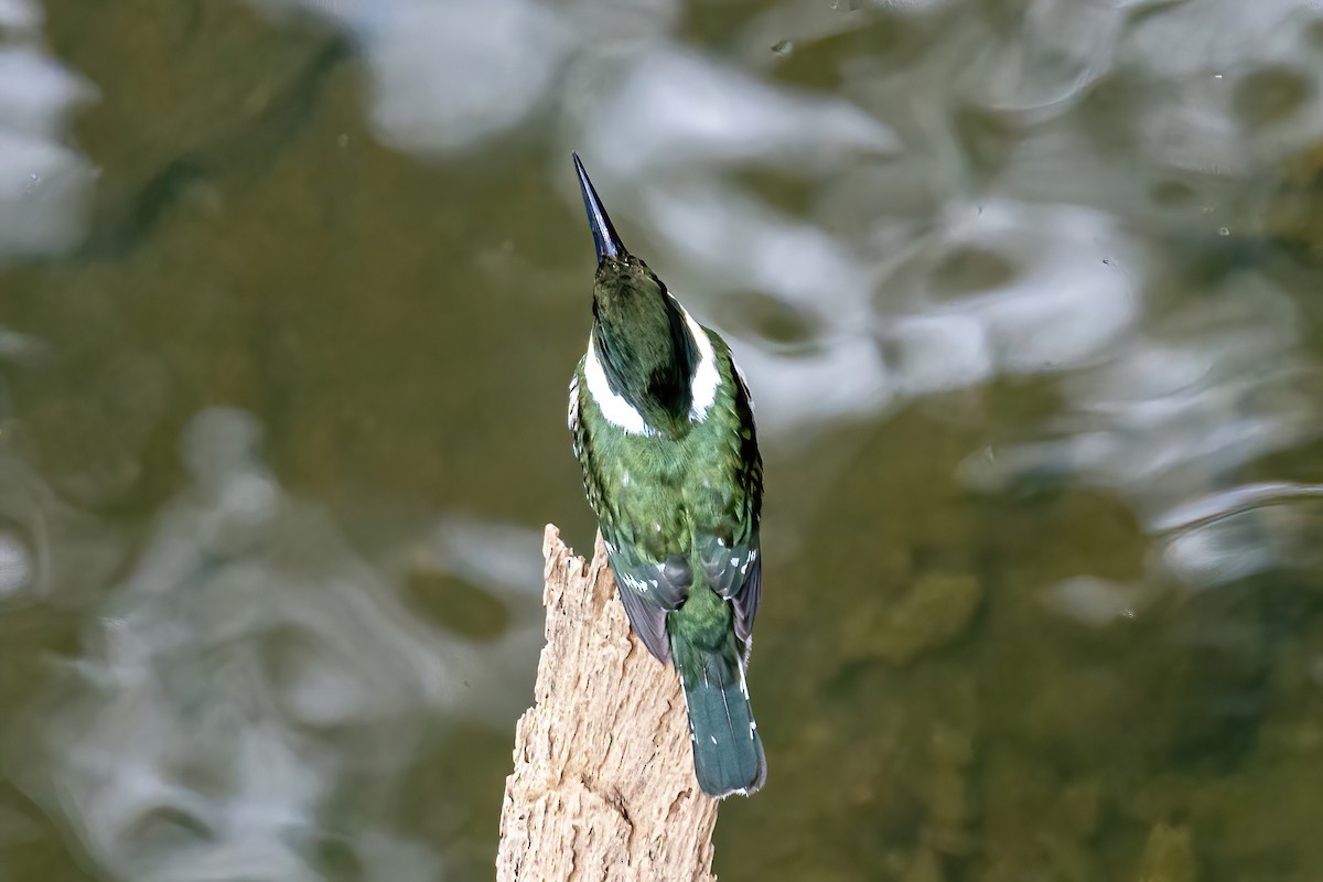 Green Kingfisher - ML543921131