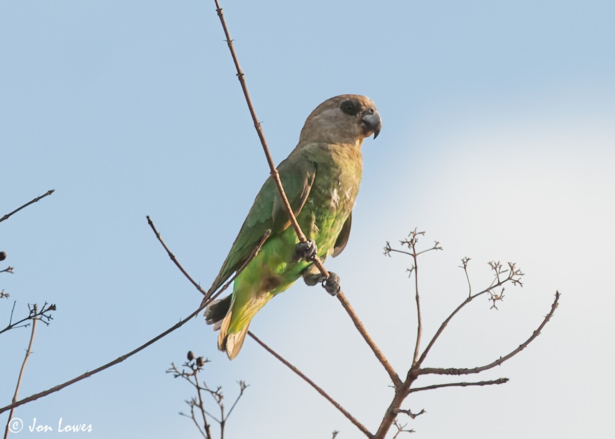 Brown-headed Parrot - ML543922351