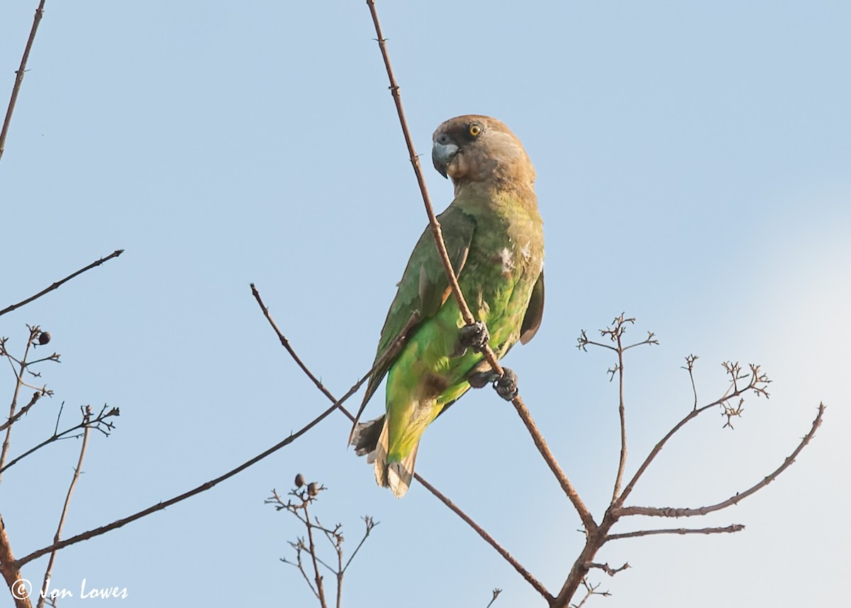 Brown-headed Parrot - ML543922371