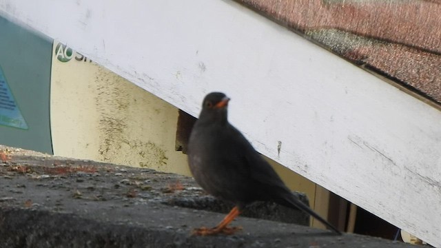 Indian Blackbird - ML543923141
