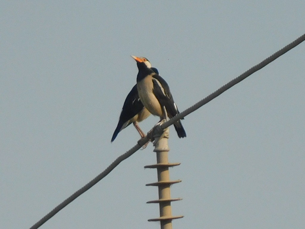 Indian Pied Starling - ML543926931