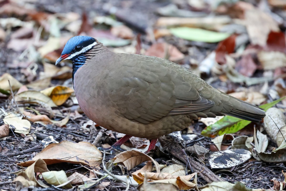 Blue-headed Quail-Dove - Tom Driscoll