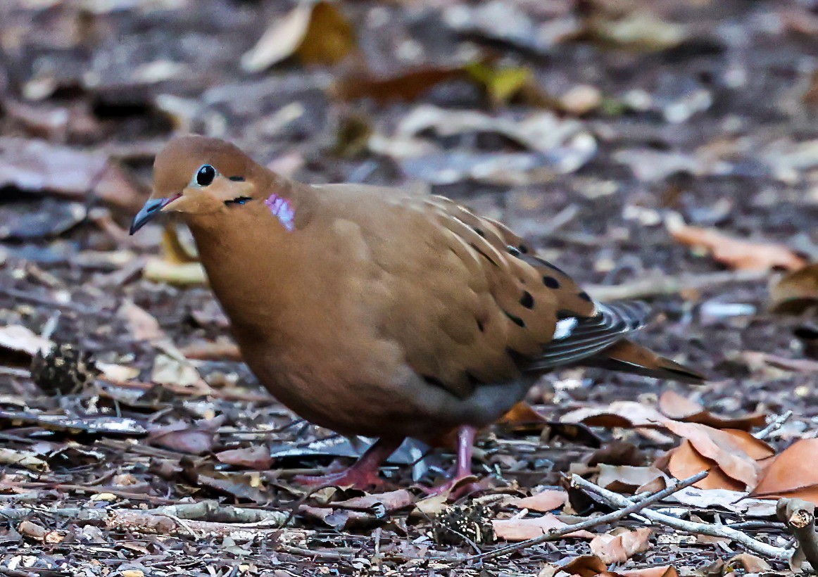 Zenaida Dove - ML543928031