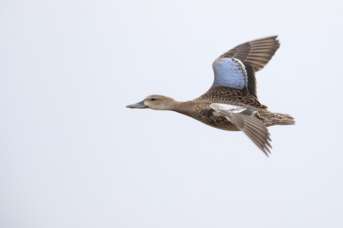 Blue-winged Teal - ML543929831