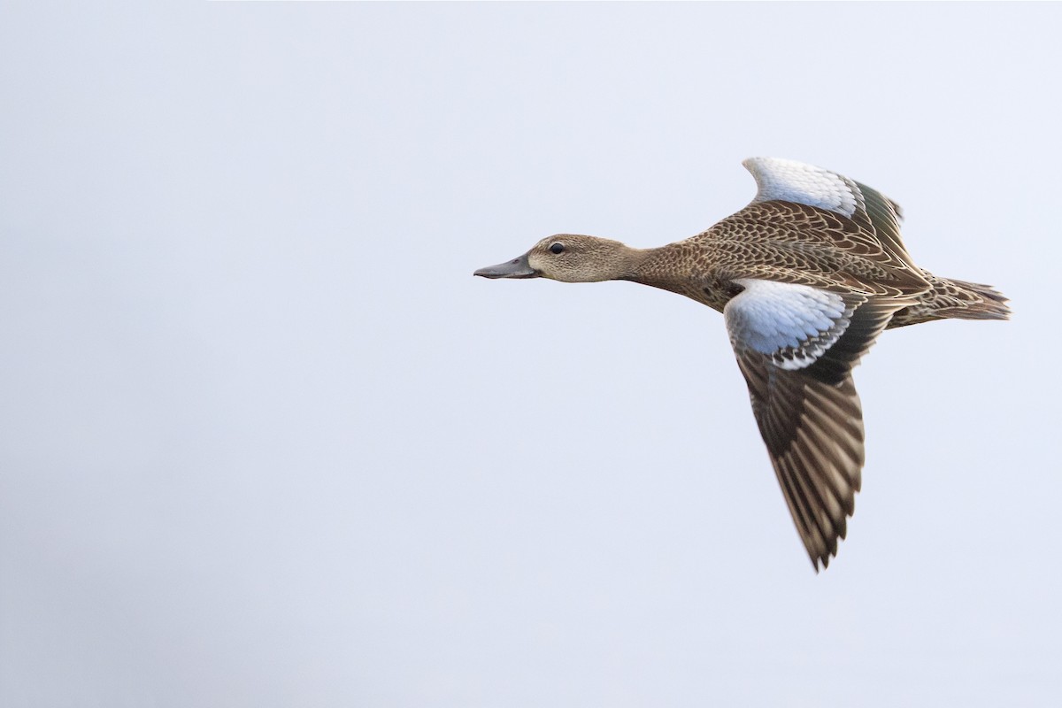 Blue-winged Teal - ML543929861