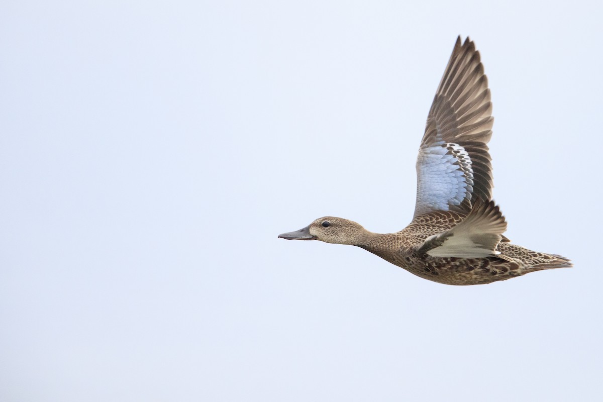 Blue-winged Teal - ML543929871