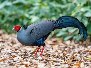  - Siamese Fireback