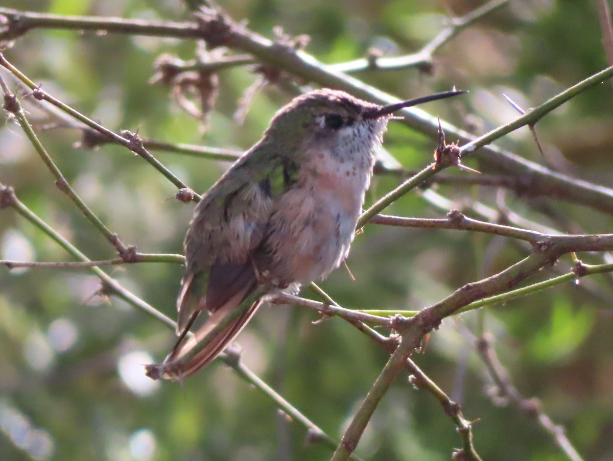 Calliope Hummingbird - ML543937731