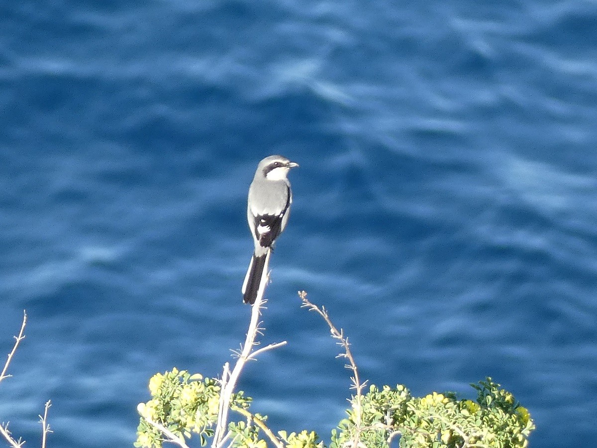 Iberian Gray Shrike - ML543938201