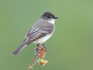 Eastern Phoebe - Sayornis phoebe - Birds of the World