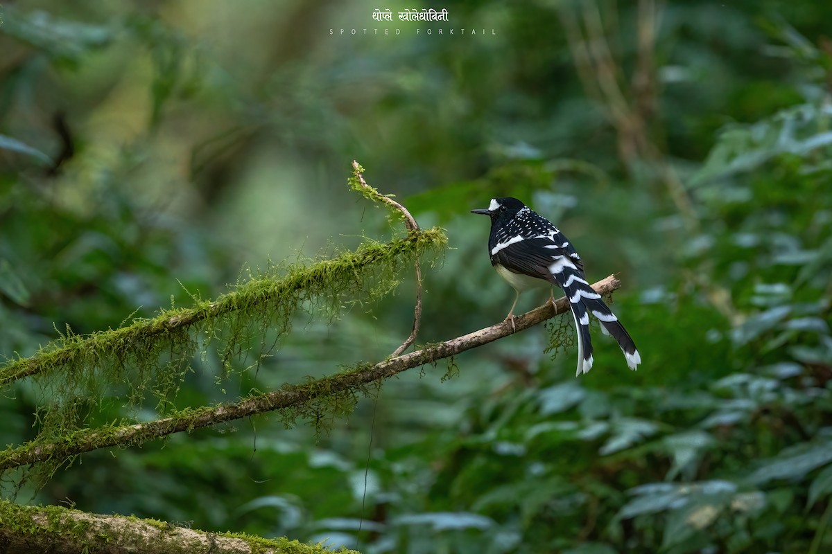 Spotted Forktail - ML543949081