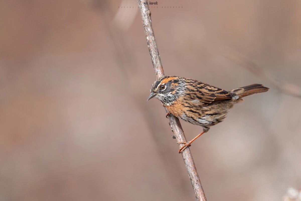 Rufous-breasted Accentor - ML543952151