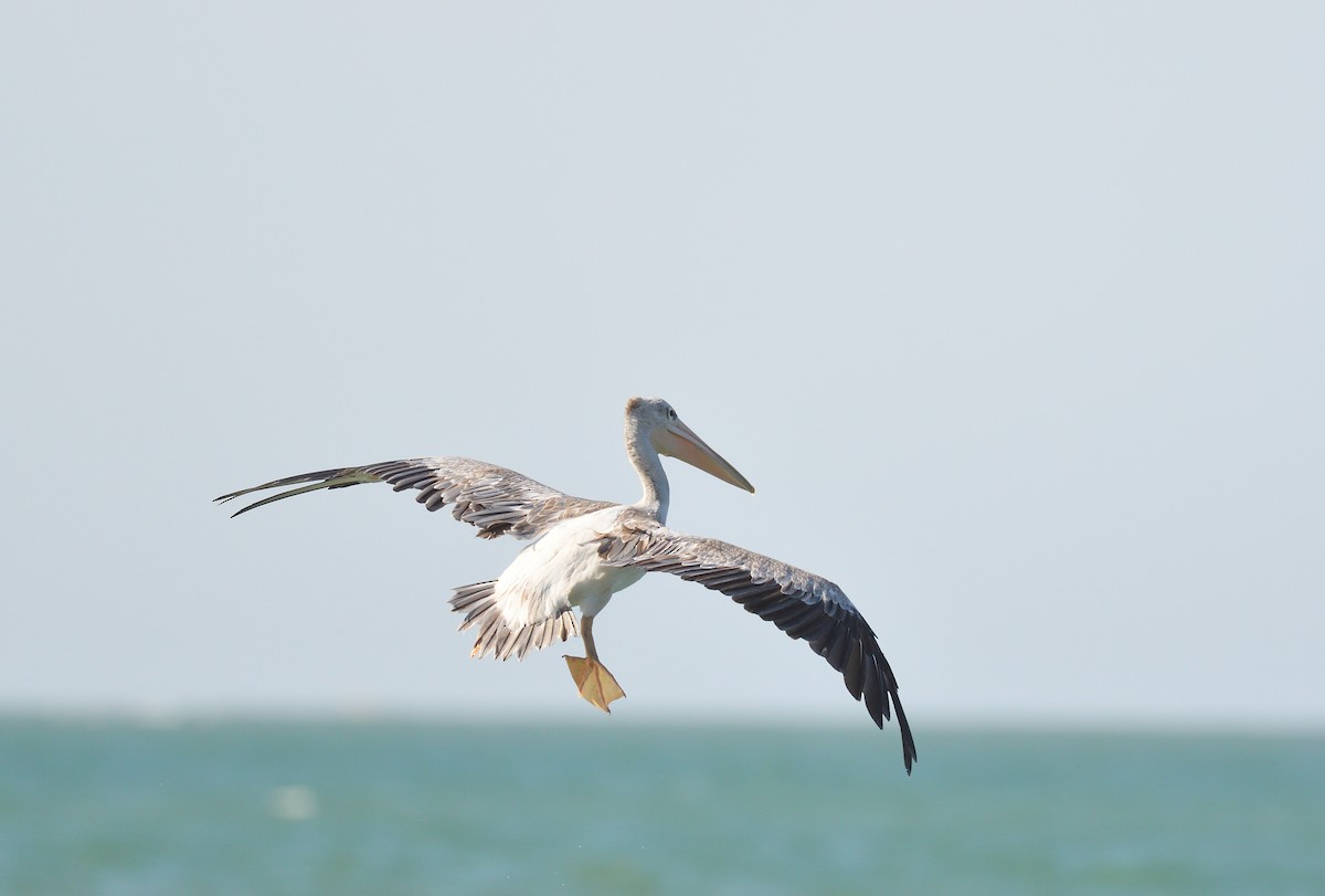 Pink-backed Pelican - ML543953081