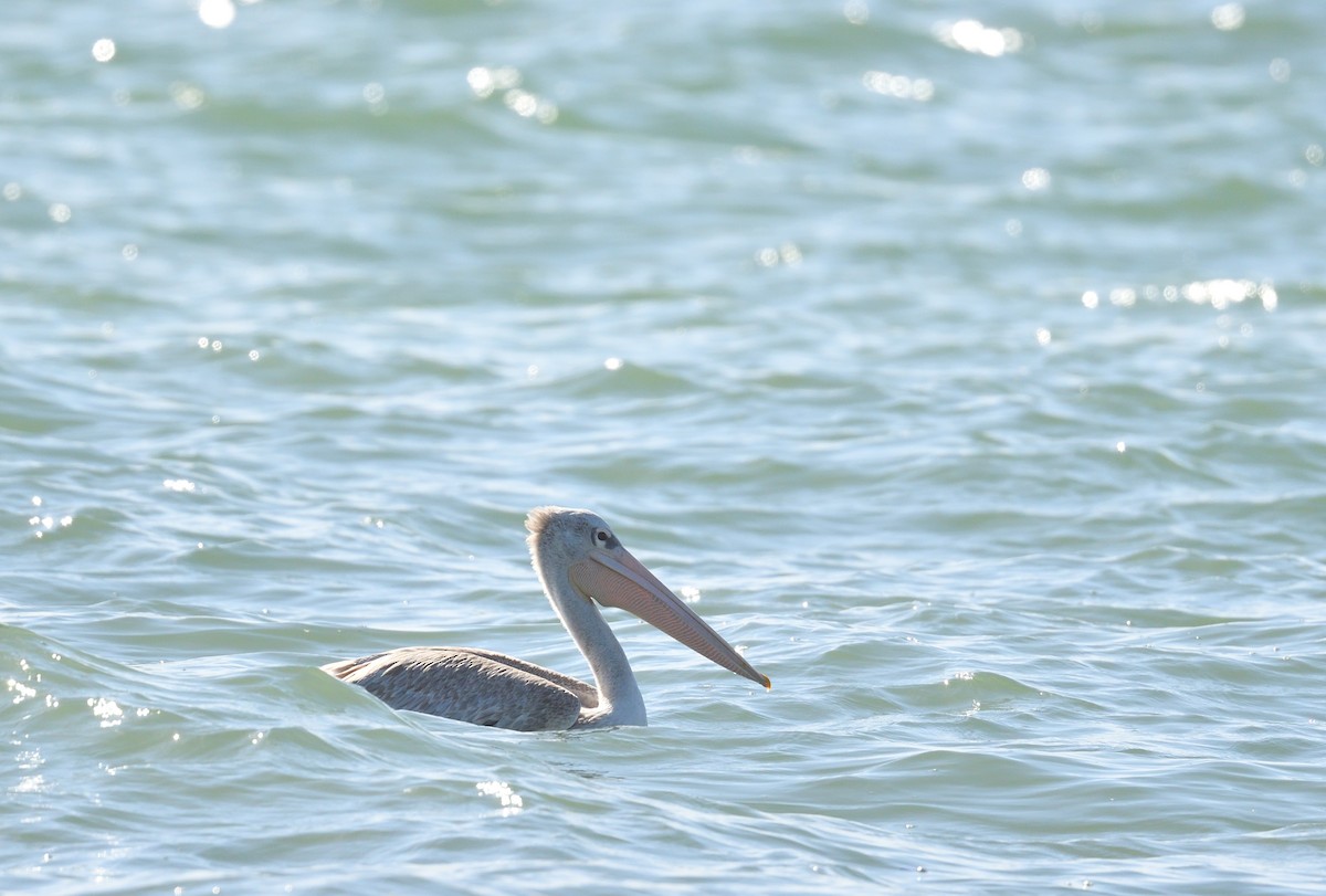Pink-backed Pelican - ML543953091