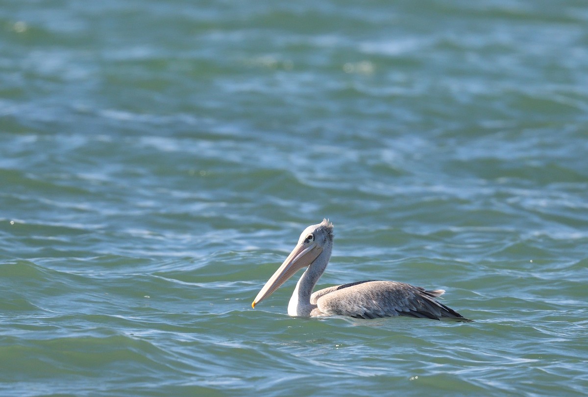 Pink-backed Pelican - ML543953101
