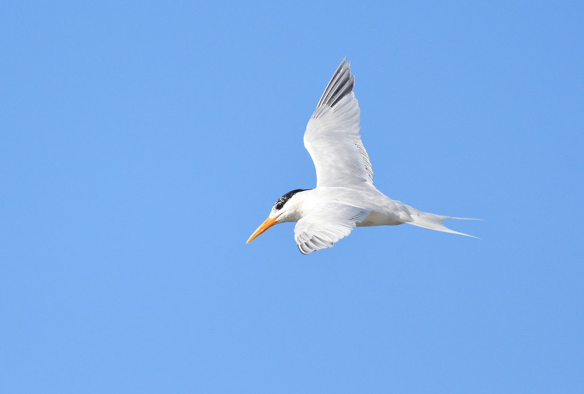 West African Crested Tern - Paul  van Pelt