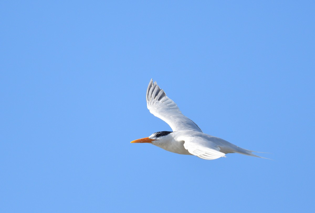West African Crested Tern - ML543953361