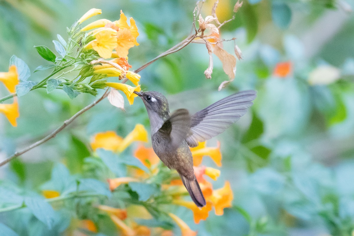 kolibřík hnědotemenný - ML543955231