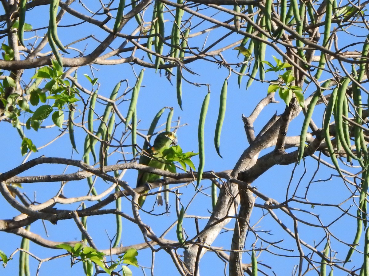 Turquoise-fronted Parrot - ML543958481