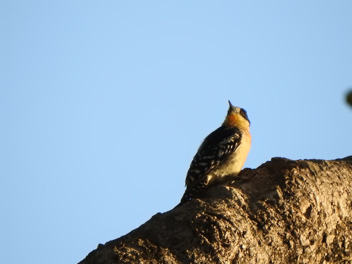 White-fronted Woodpecker - ML543958971
