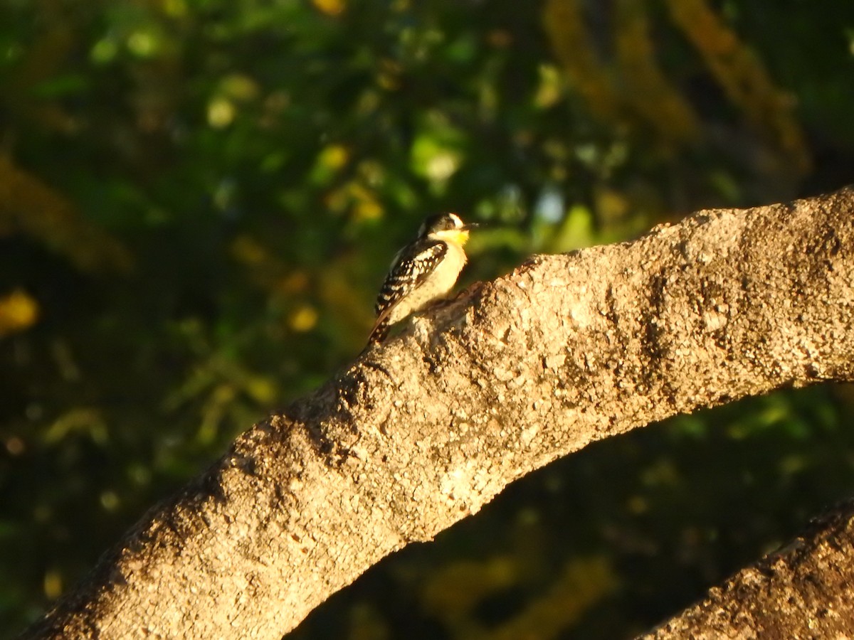 White-fronted Woodpecker - ML543958991