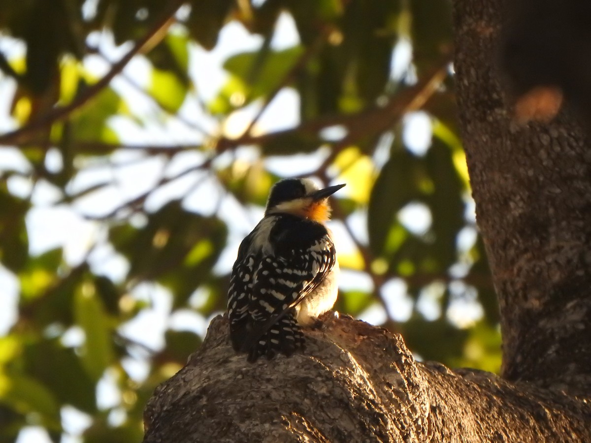 White-fronted Woodpecker - ML543959001