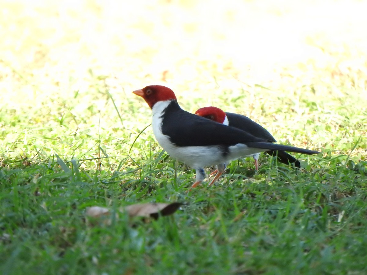 Red-crested Cardinal - ML543959071