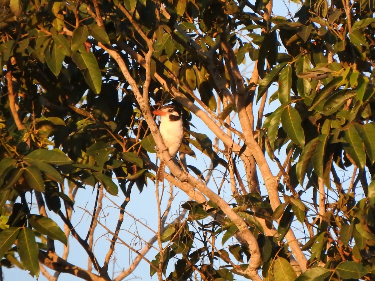White-eared Puffbird - ML543965001