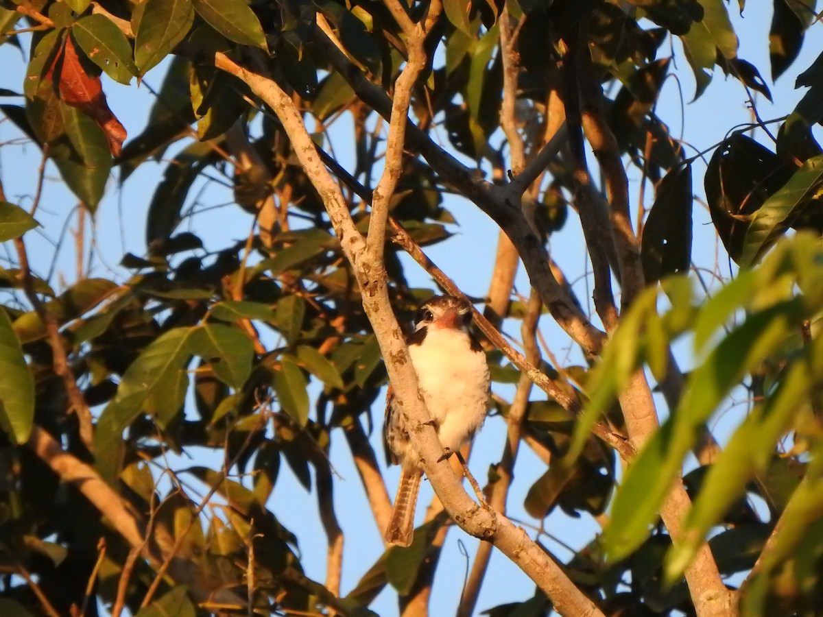 White-eared Puffbird - ML543965011