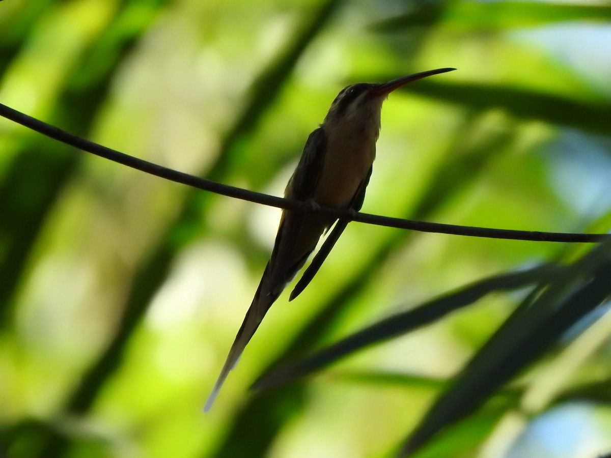 kolibřík skořicový - ML543965811