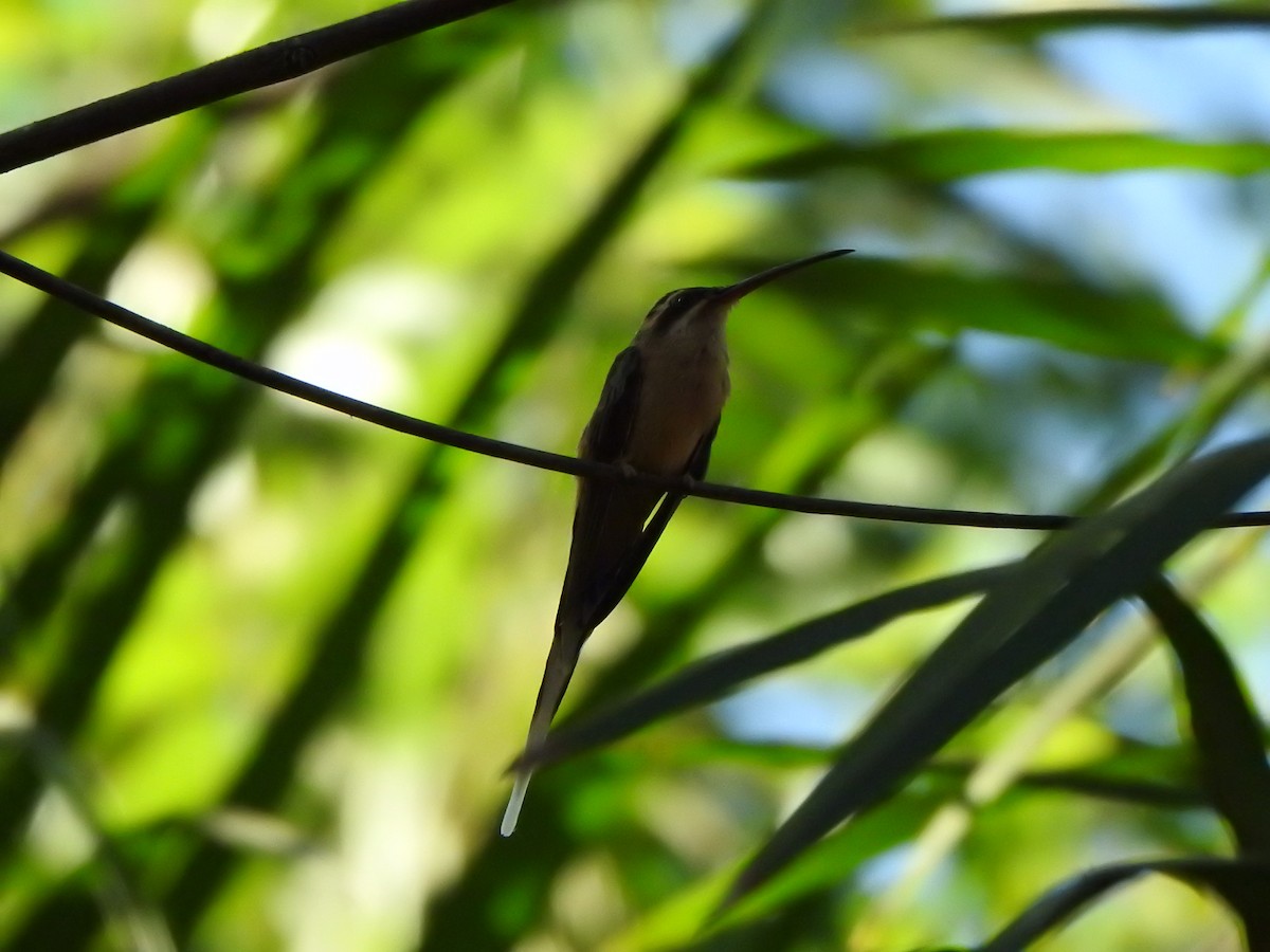 kolibřík skořicový - ML543965821