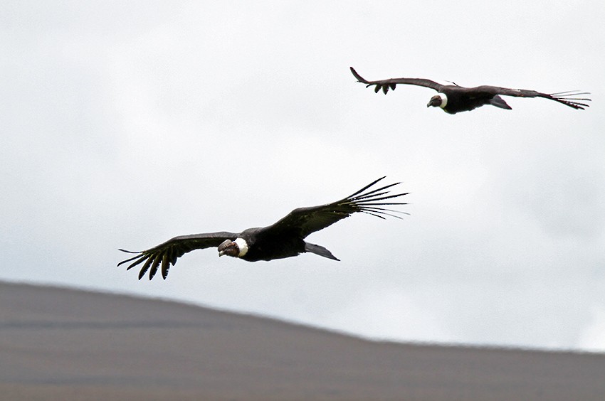 Andean Condor - Roger Ahlman