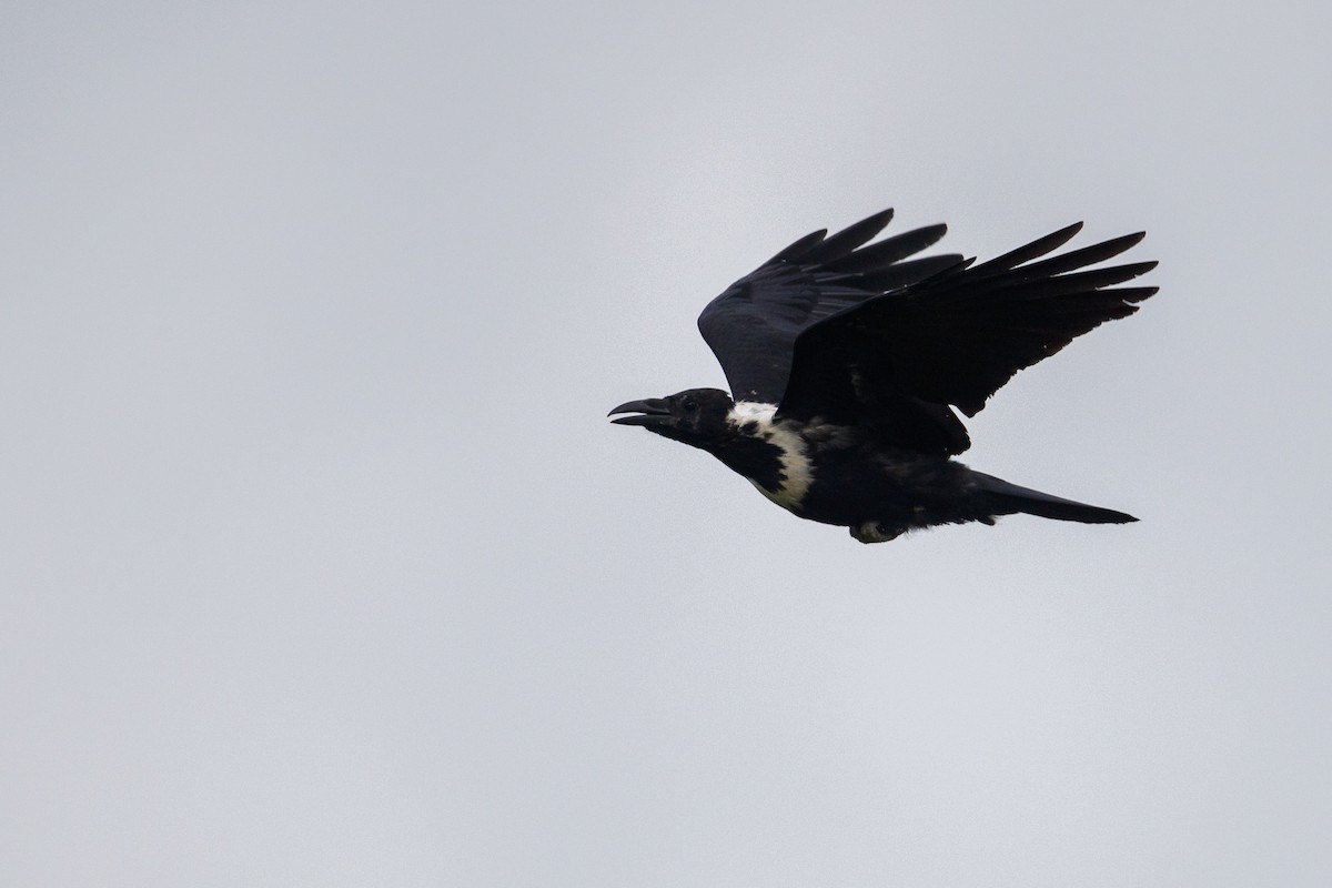 Collared Crow - ML543968211