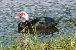 Muscovy Duck (Domestic type), ML543971751
