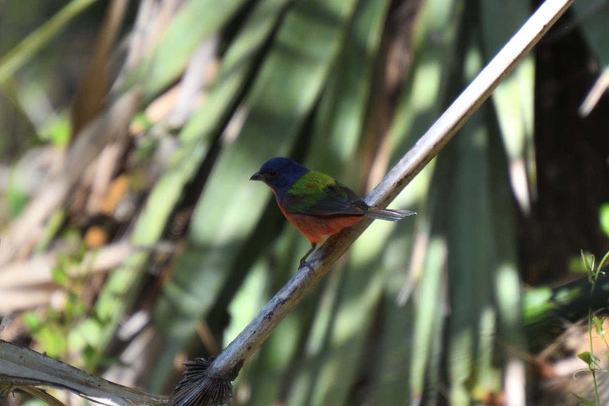Painted Bunting - ML543972401