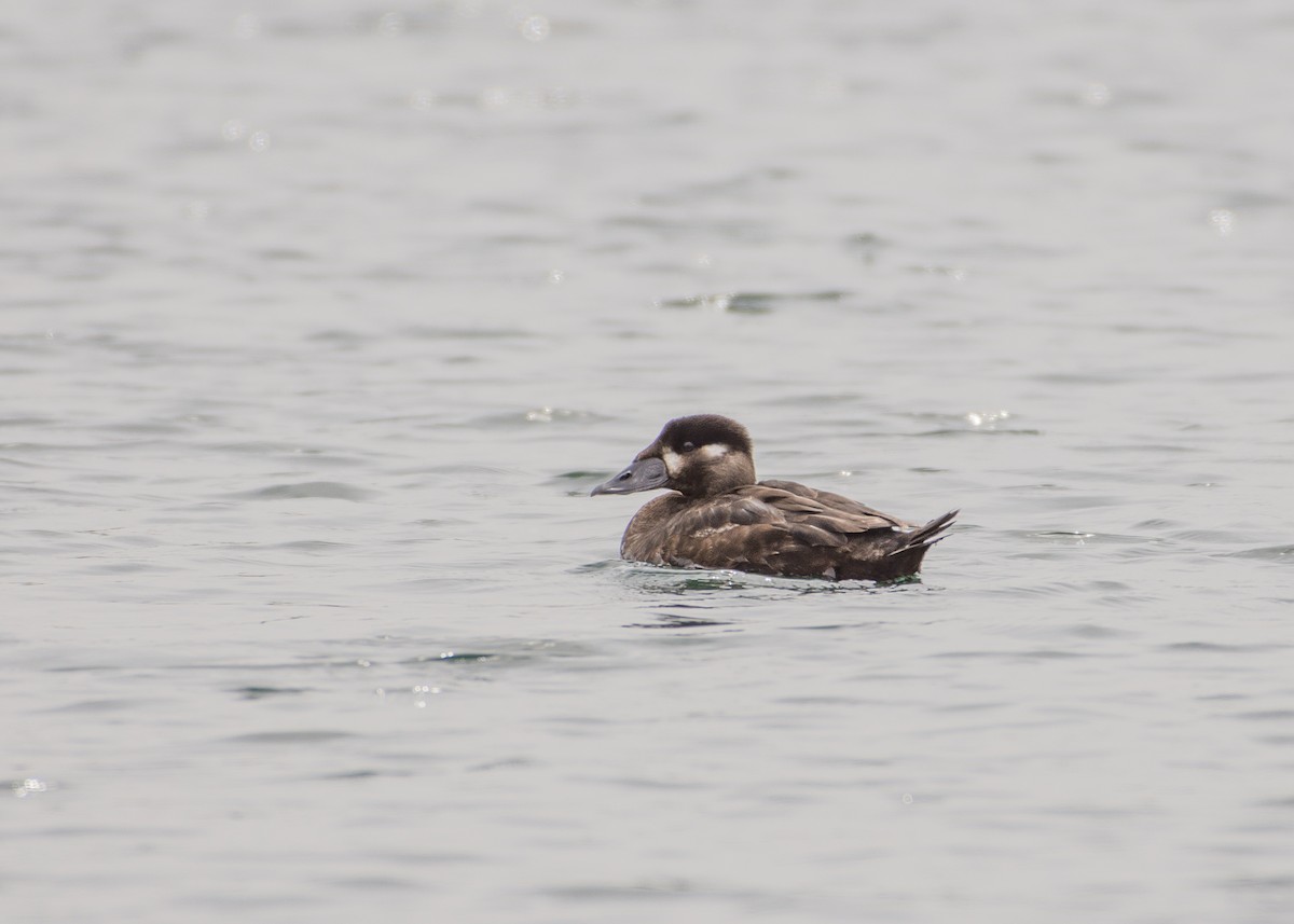 Surf Scoter - Sheila and Ed Bremer