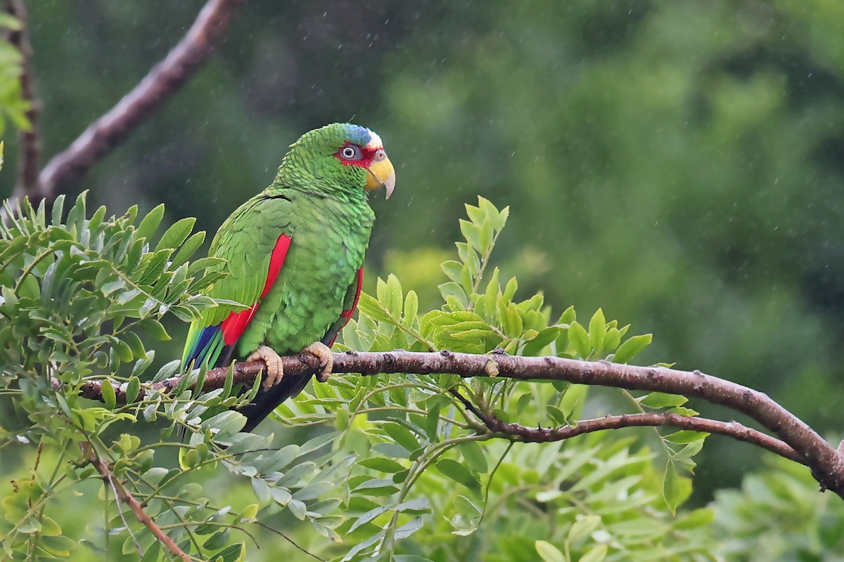 White-fronted Parrot - ML543977261