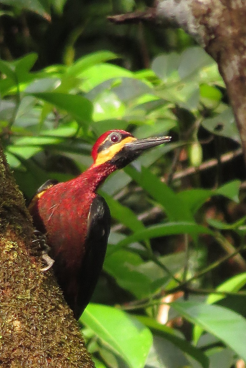 Crimson-bellied Woodpecker - ML543978241