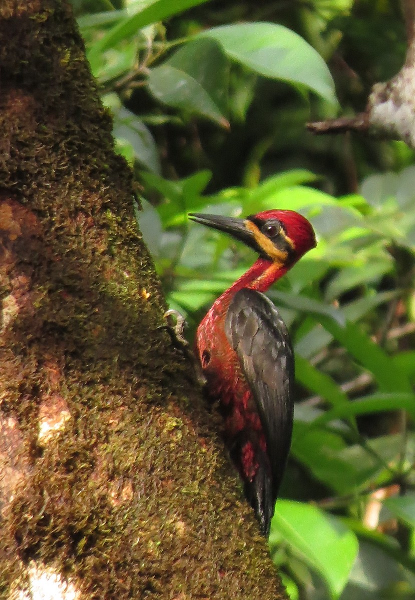 Crimson-bellied Woodpecker - ML543978251