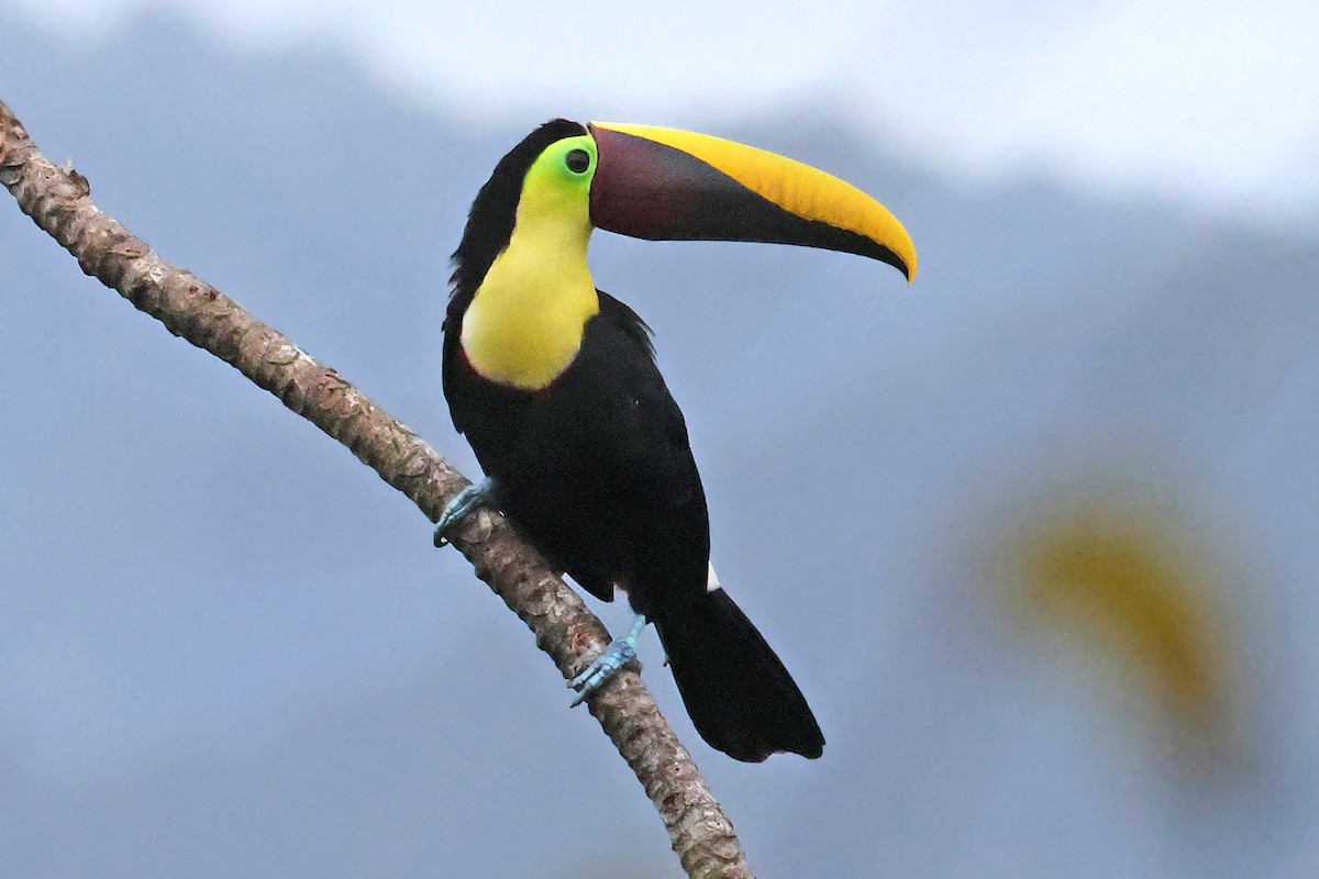 Yellow-throated Toucan - Volker Hesse