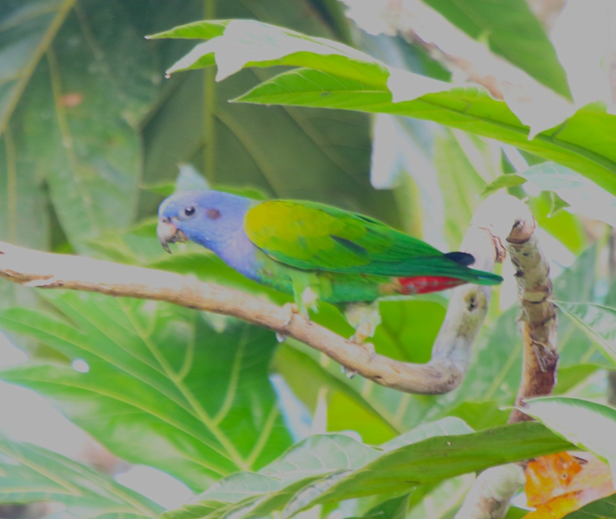 Blue-headed Parrot - ML543982541